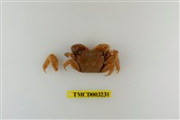 藏品(雙齒近相手蟹)的圖片